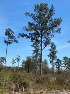 TBD Lot A COUNTY ROAD 249, Live Oak, FL, 32060