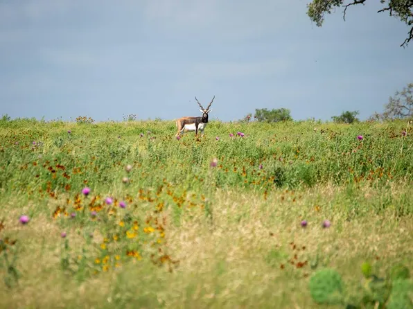 46 N Cattlemans Crossing Dr, Kerrville, TX 78028