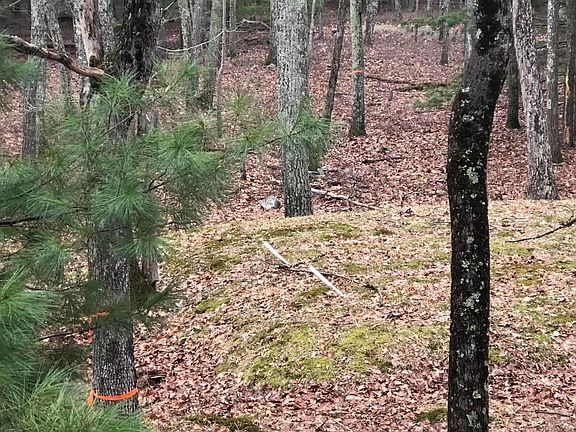 3rd image of Bear Creek Ct