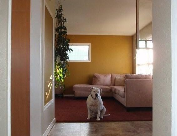 New Paint, Carpet And Vinyl 2009