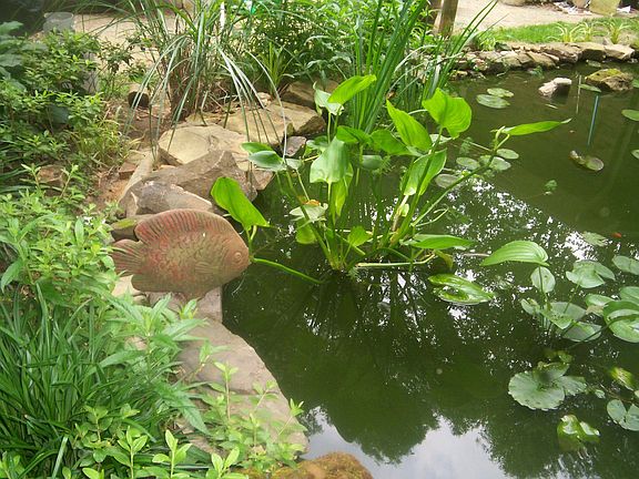 Pond Image 3