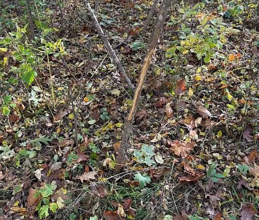 5th image of 14502 Burrows LANE