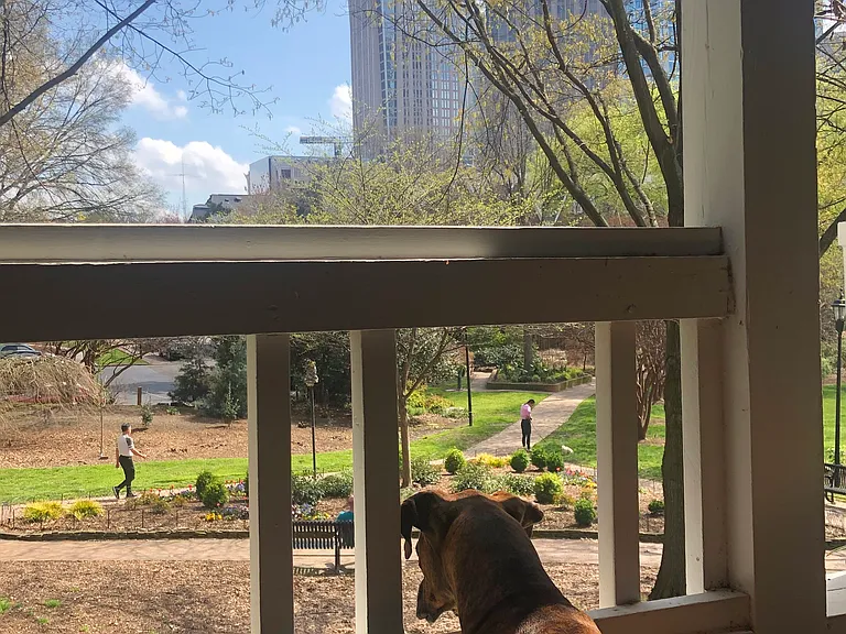 Dog-friendly balcony railing (lots of squirrels!)