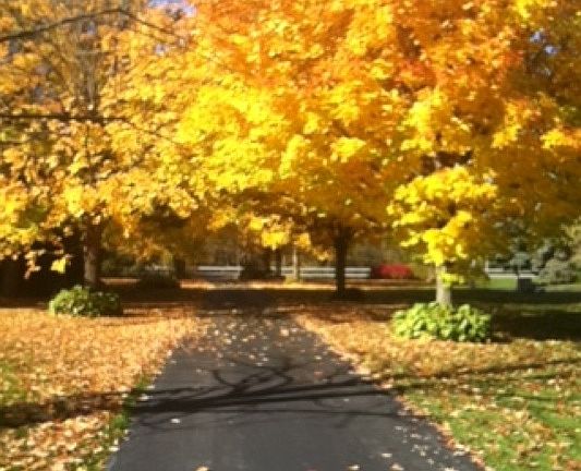 View down the driveway
