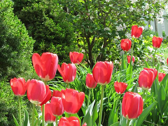 One of Several Gardens