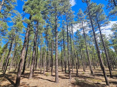 234 Deer Run Rd, Lakeside, AZ, 85929