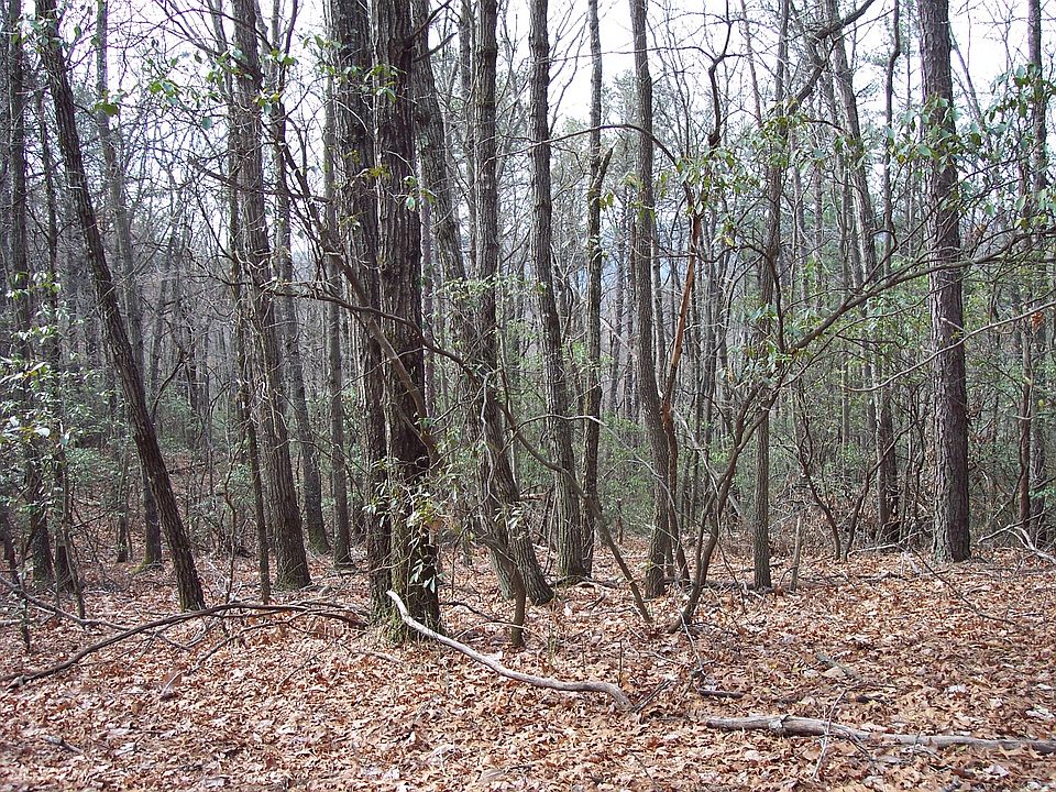 1st image of Little Bell Dr