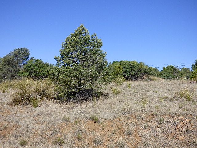 1st image of Cottonwood