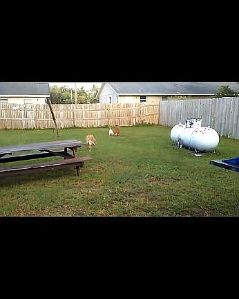 Backyard to the right