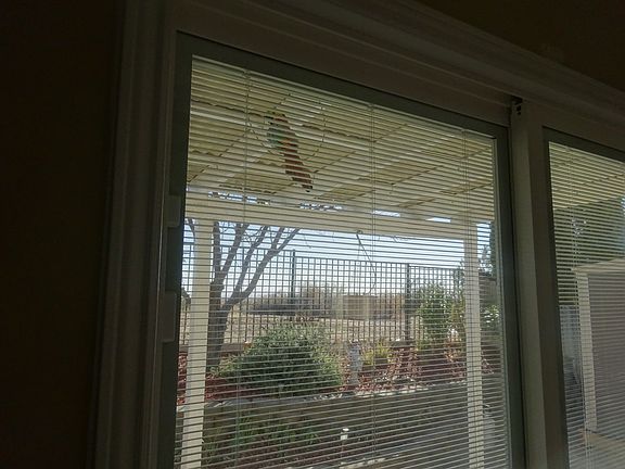 Mini-blinds between glass.