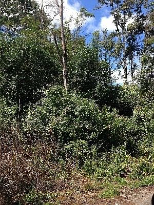 1st image of Sandalwood Ct Lot 4