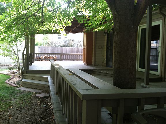 Large Shade Tree 