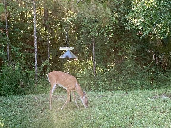 5th image of 463 Luna Bella Ln
