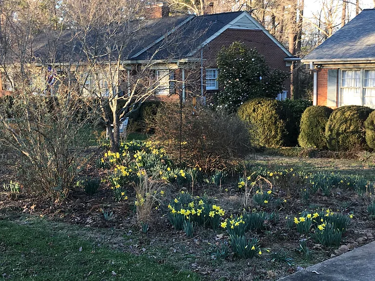 Hundreds of daffodils each spring