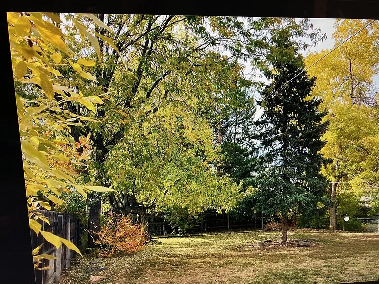 Back yard