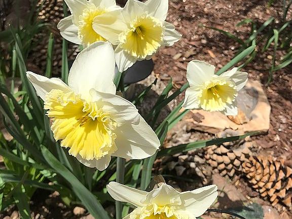 Daffodils abound 
