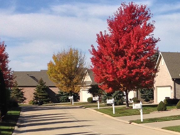 Red leaf tree in Front Yard