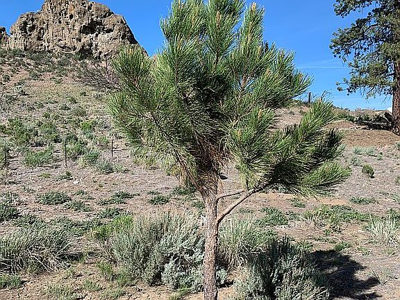 5th image of 31615 Mule Deer Dr