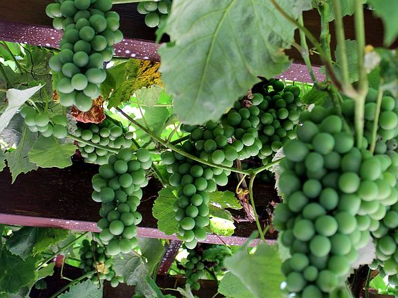 Grapes growing on arbor
