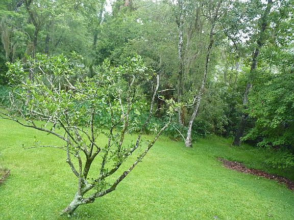 Valencia Orange Tree