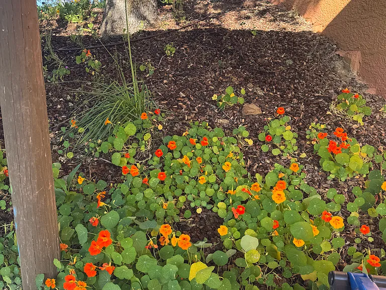 flower gardens all around the house