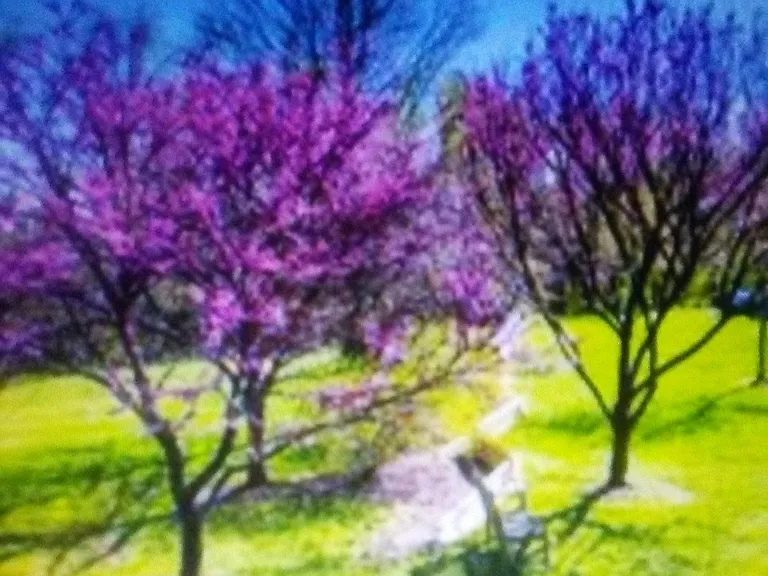 Grounds. Trees in Spring.