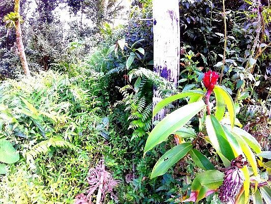 5th image of Hapuu St Lot 21