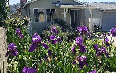 Front yard of house
