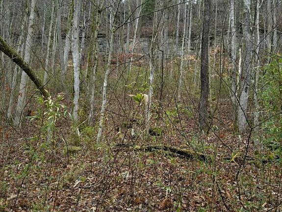 4th image of N Obey River Fork Ln