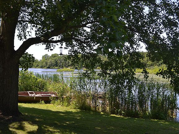 Back Yard Shady Tree Beauty