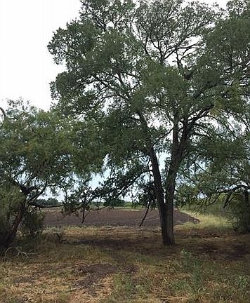 4th image of 1456 State Highway 304