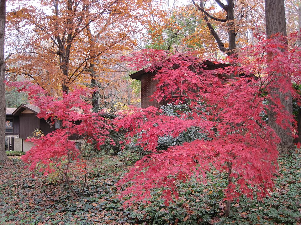 Front Yard - Fall