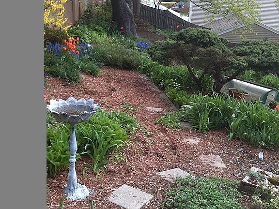 Side Yard in Spring - Many Flowering Trees, Shrubs & Perennials