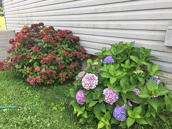 Perennial landscaping
