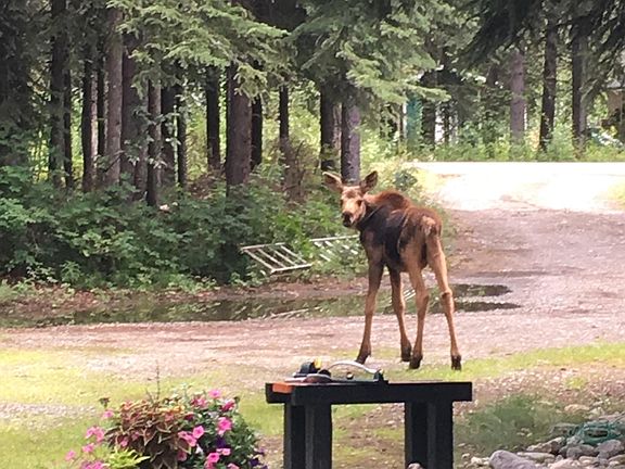 Frequent visitor