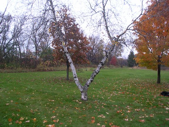 Large, private Front Yard