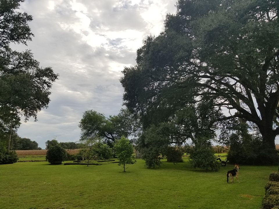 oak trees!!