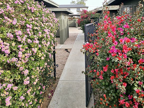 4th image of 1950 W Aster Dr APT E4