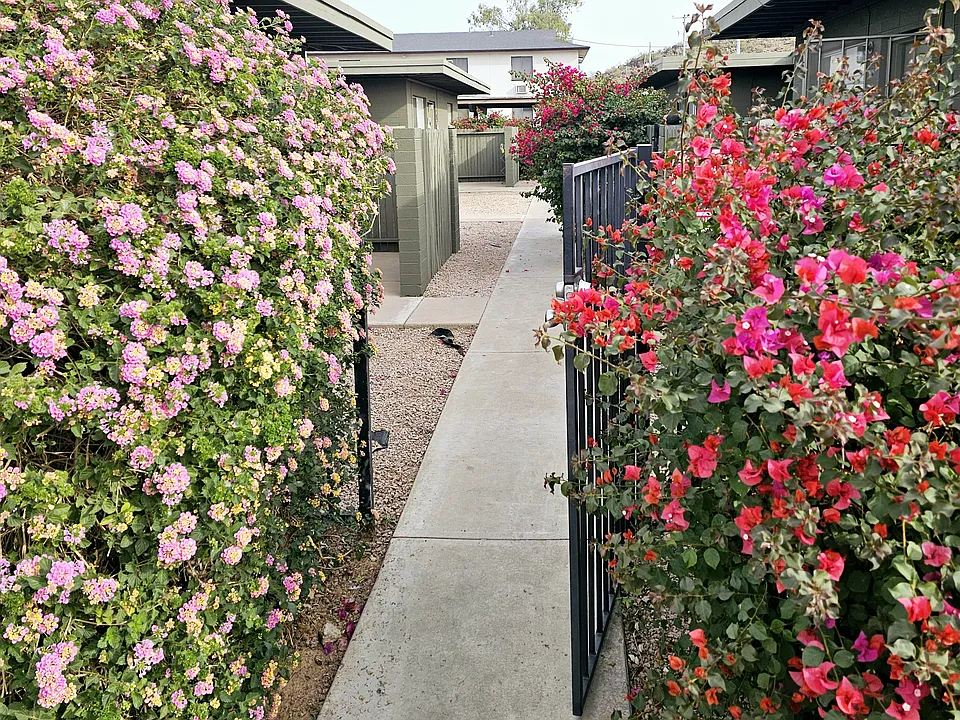 Aster Gardens