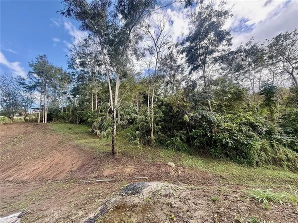 Bo Rincon Lomas, Cayey, PR 00736