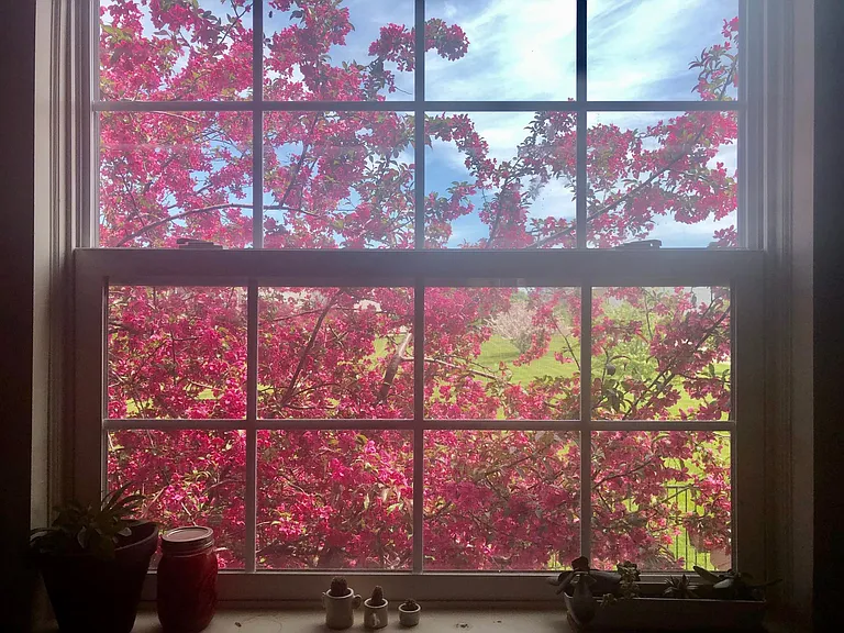 Flowers blooming in spring in the kitchen window