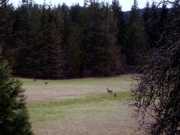 deer in l