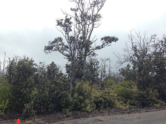 1st image of Pineapple Pkwy Lot 28