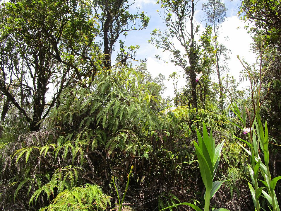 2nd image of Punahele St Lot 46