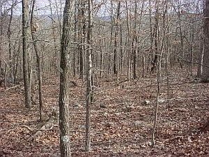 2nd image of Mount Springs Rd