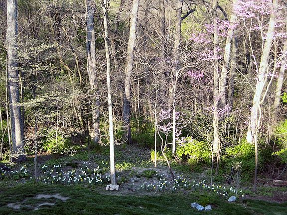 woods in back
