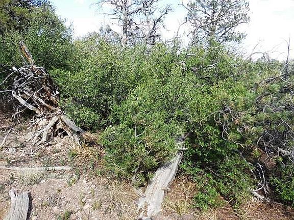 5th image of 1231 Texas Creek Ln