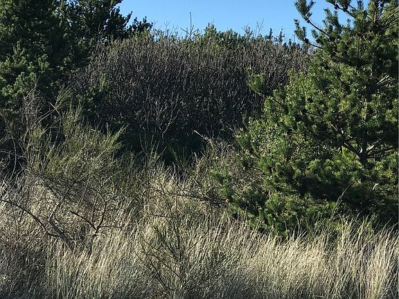 2nd image of 709 Ocean Shores Blvd SW