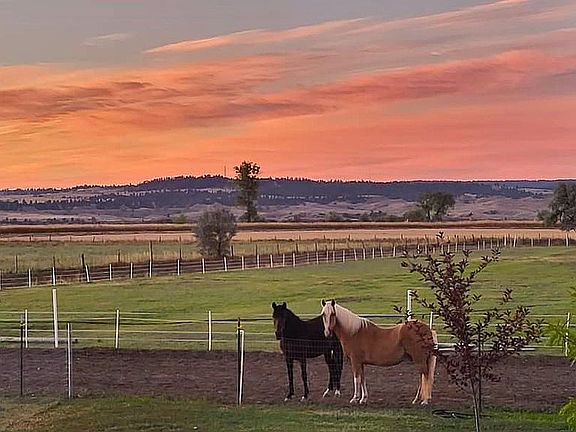 I Love watching the horses.