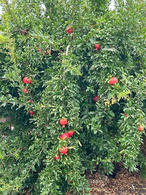 1st image of 2635 W Monte Vista Avenue